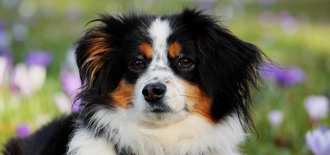 Cosa sono le infezioni cutanee nei cani?