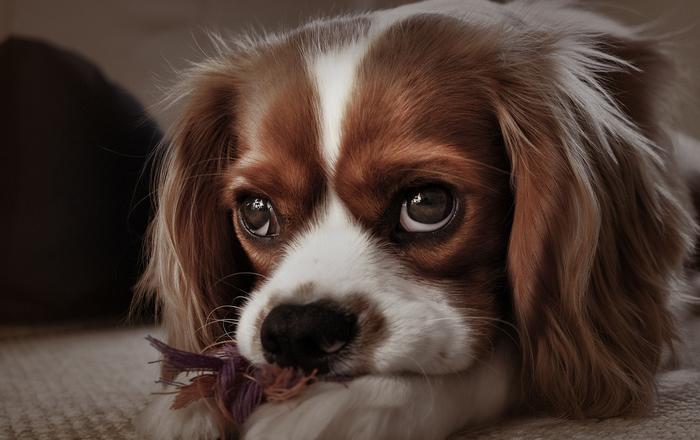 Disturbi da Immunodeficienza nei Cani: Una Sfida per la Salute del Tuo Amico a Quattro Zampe