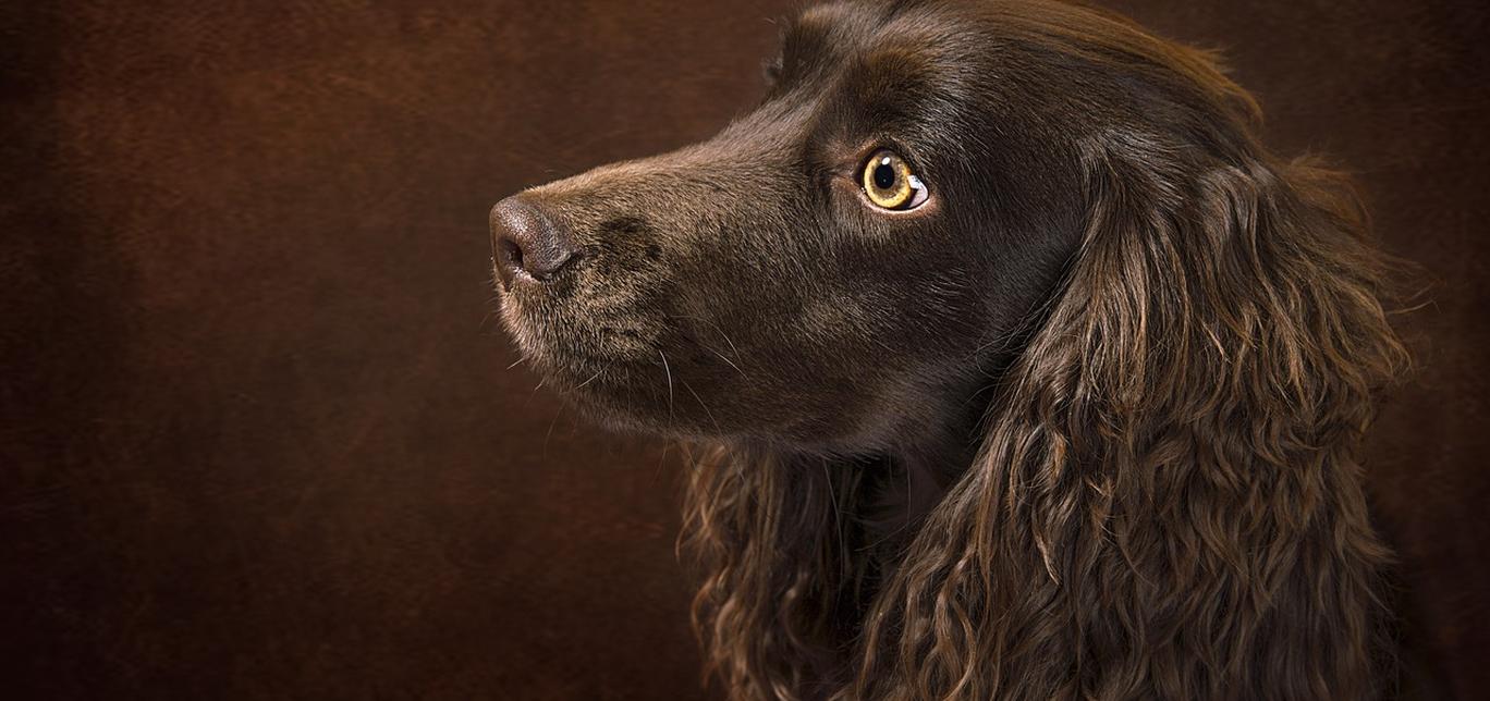 Ematuria nei cani: cosa aspettarsi dopo la diagnosi