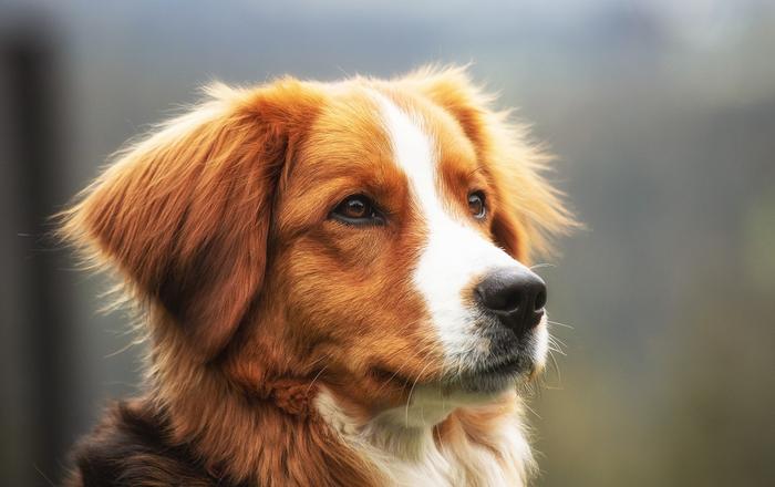 Fibrillazione atriale e flutter atriale nei cani