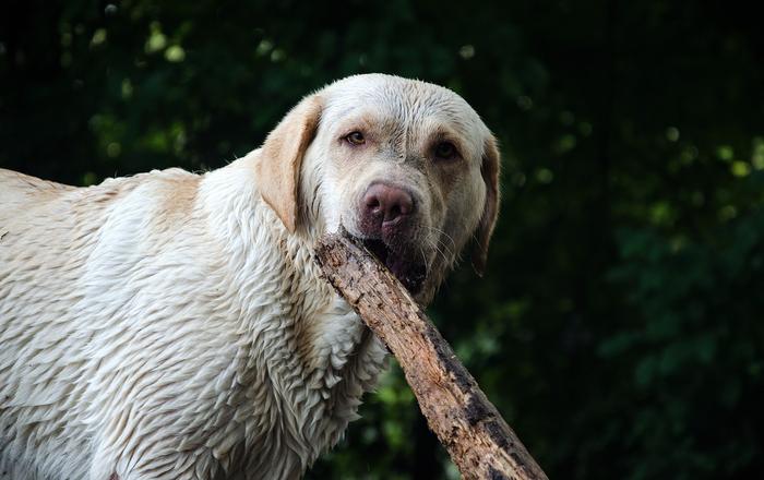 Fratture Mascellari e Mandibolari nei Cani: Cosa Fare in Caso di Trauma