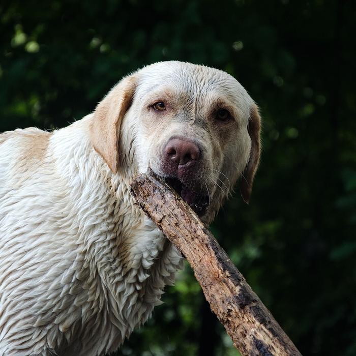 Fratture Mascellari e Mandibolari nei Cani: Cosa Fare in Caso di Trauma