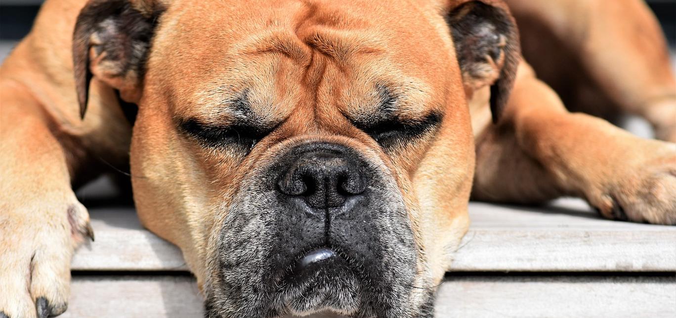 Gengivite nei cani: Prevenzione e Cura per il Benessere del Tuo Amico a Quattro Zampe