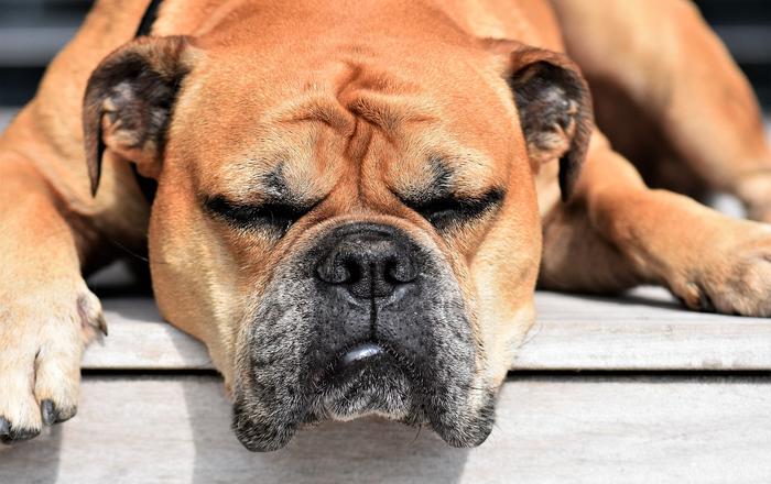 Gengivite nei cani: Prevenzione e Cura per il Benessere del Tuo Amico a Quattro Zampe