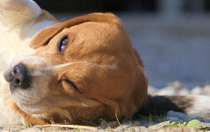 I tumori nasali nei cani: Una Guida per Proprietari di Cani