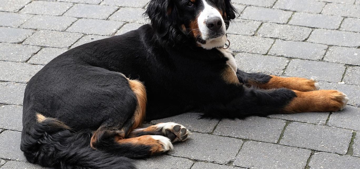 Il Reflusso Acido nei Cani: Una Guida per i Proprietari
