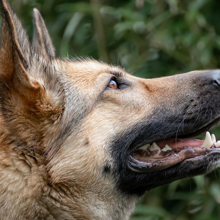 Infezioni da Rotavirus nei Cani: Cosa Bisogna Sapere