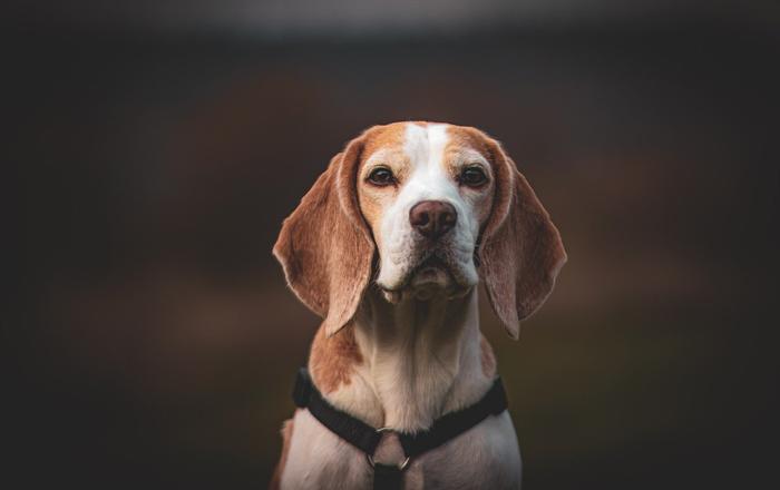 Juvenile Polyarteritis e Beagle Pain Syndrome nei cani