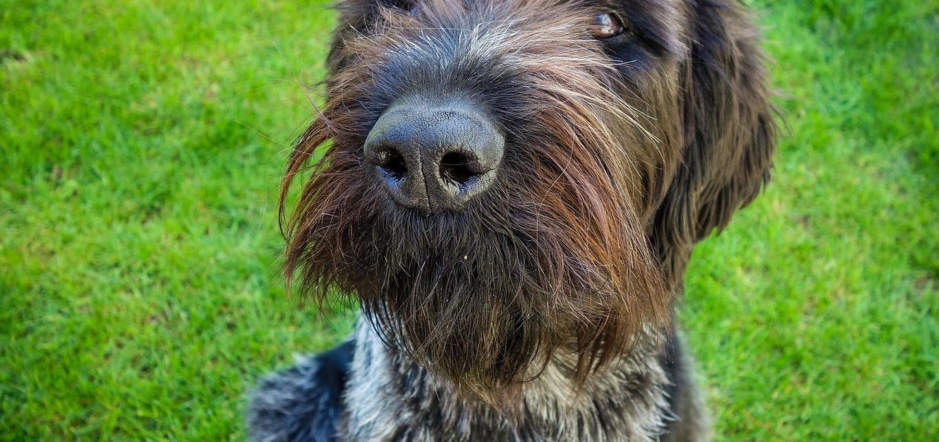 La Malattia di Cushing nei Cani: Una Guida Completa