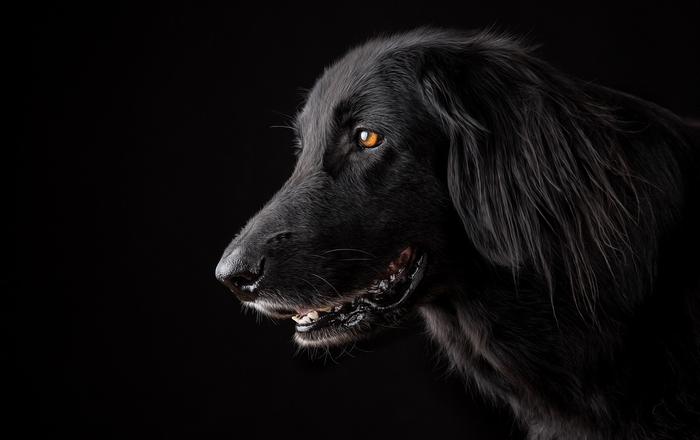 La malattia parodontale nei cani: una guida completa