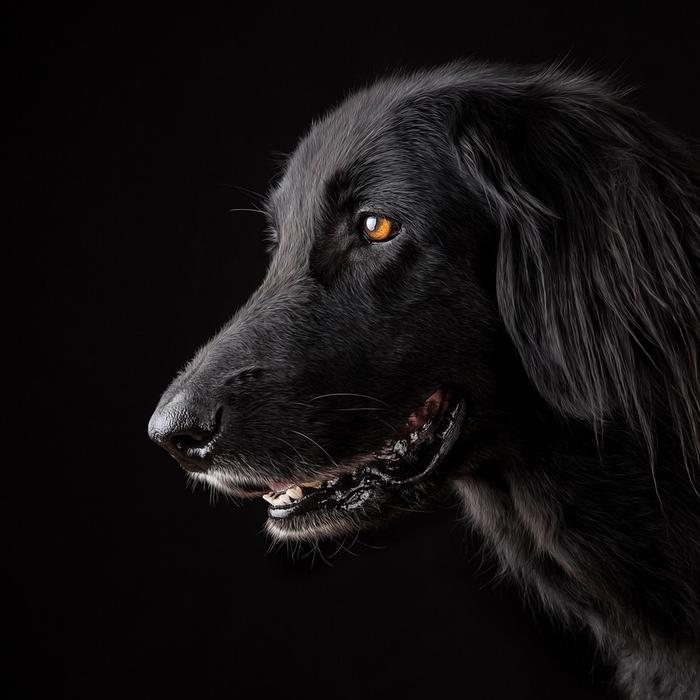 La malattia parodontale nei cani: una guida completa
