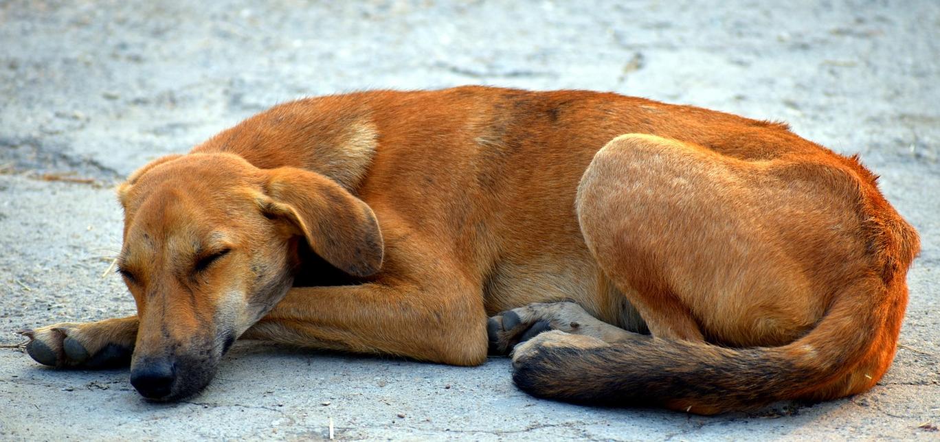 La Polmonite Interstiziale nei Cani: Cosa Devi Sapere
