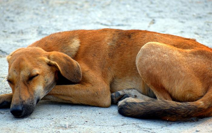 La Polmonite Interstiziale nei Cani: Cosa Devi Sapere