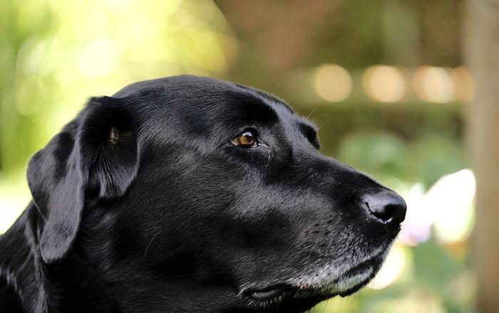 Reazioni Alimentari Dermatologiche nei Cani: Cosa Devi Sapere