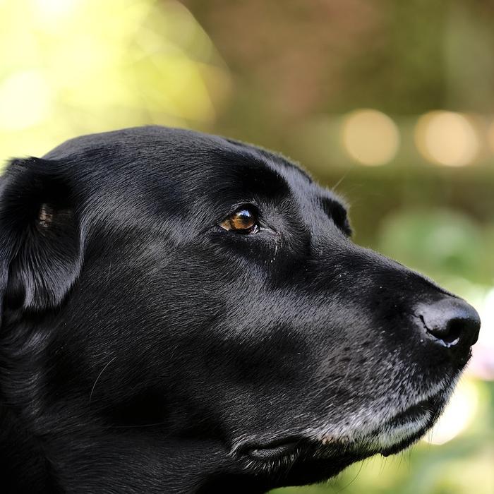 Reazioni Alimentari Dermatologiche nei Cani: Cosa Devi Sapere