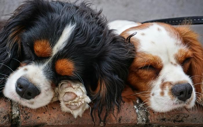 Rottura della parete atriale nei cani: Un'emergenza veterinaria