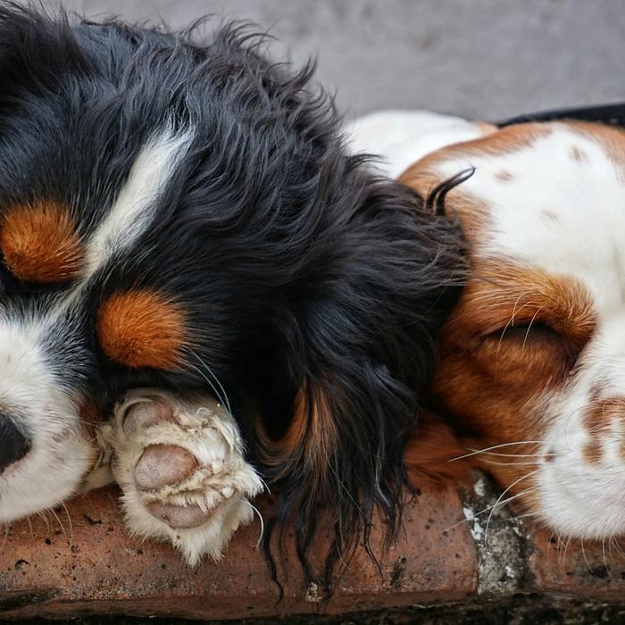 Rottura della parete atriale nei cani: Un'emergenza veterinaria