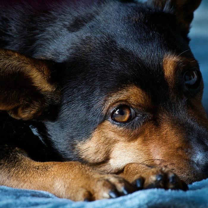 Scoliosi nei cani: sintomi, cause, diagnosi e trattamento