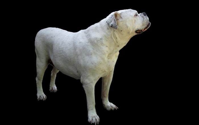Shock polmonare nei cani: Un'emergenza veterinaria da non sottovalutare