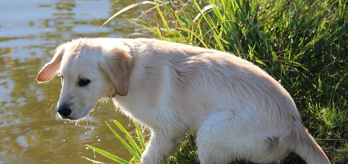 Tossicità da Digossina nei Cani: Una Guida per i Proprietari