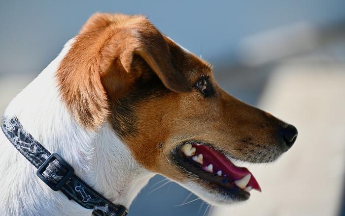 Antiparassitario per Cani: Come Scegliere il Migliore