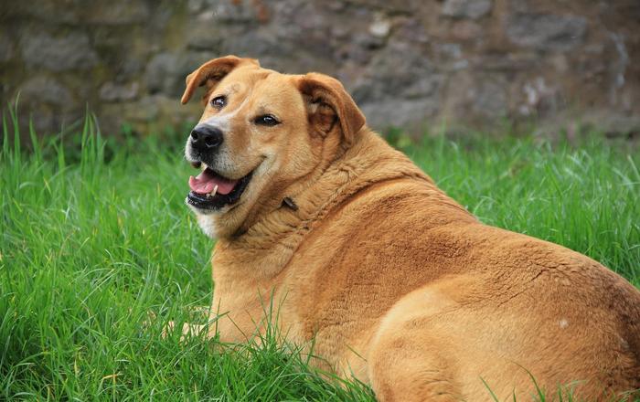 Che cos'è l'obesità nei cani?