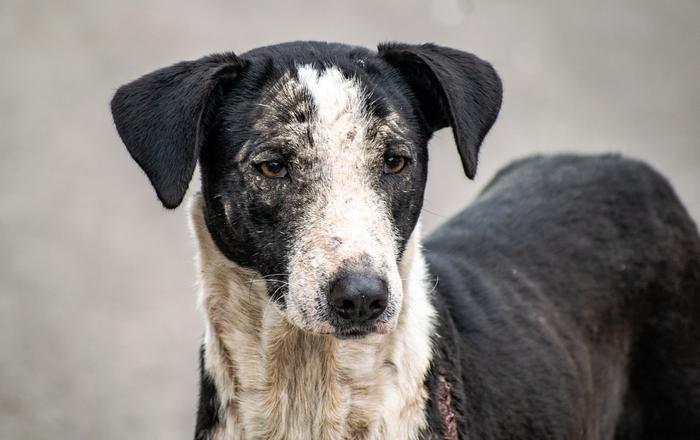 Come Capire se un Cane sta per Morire: Segnali da Non Ignorare