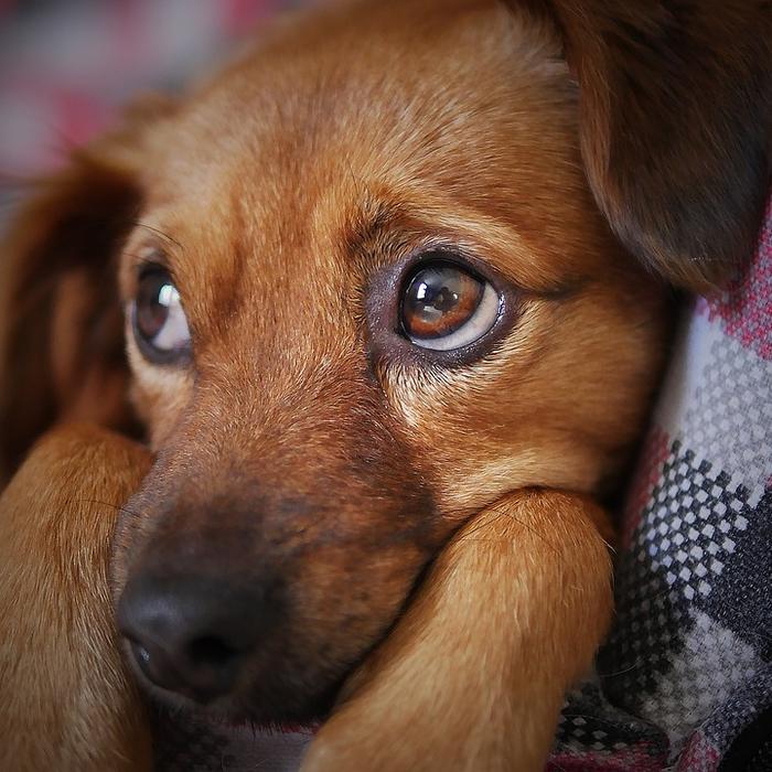 Cos'è l'ipertensione nei cani?