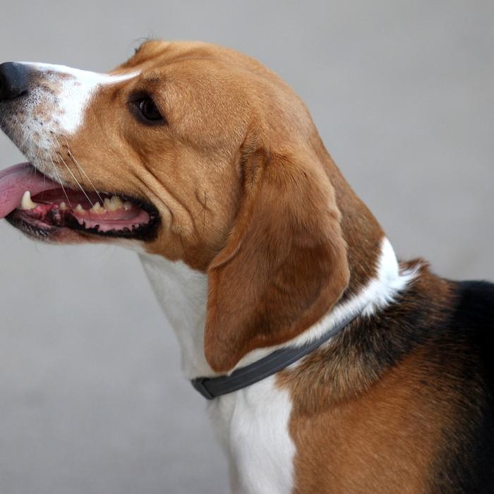 Cos'è l'ostruzione esofagea o il blocco dell'esofago nei cani?