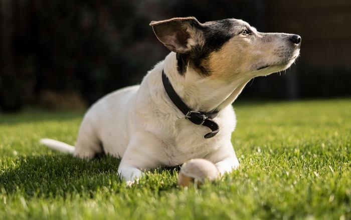Cos'è una rotula lussata nei cani?