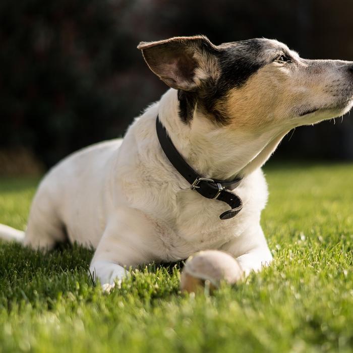 Cos'è una rotula lussata nei cani?