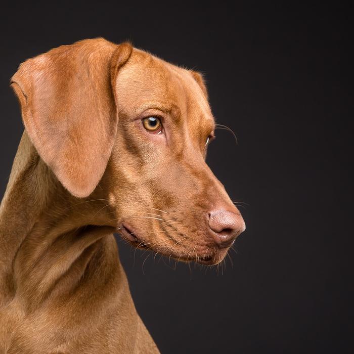 Cosa sono gli acari dell'orecchio nei cani?