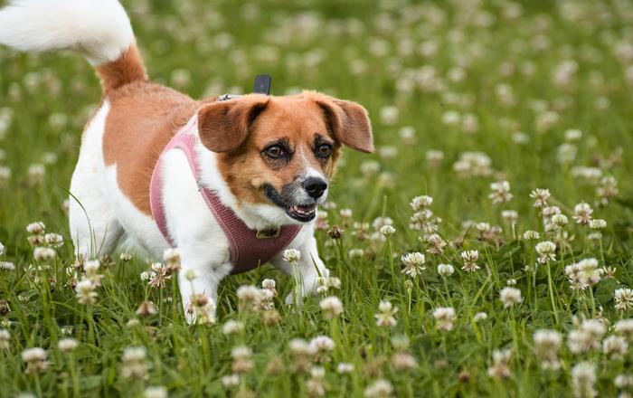 Cosa sono le allergie stagionali nei cani?