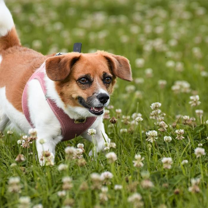 Cosa sono le allergie stagionali nei cani?