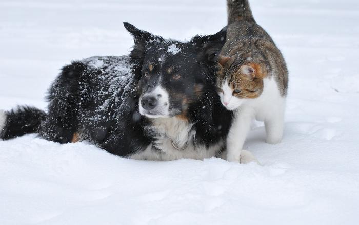 Le pulci sono il parassita esterno più comune nei cani e nei gatti di tutto il mondo