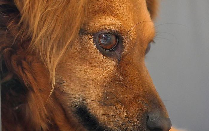 Leccate delle zampe nei cani: cause e soluzioni