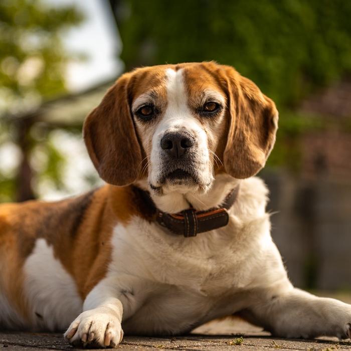 Pediculosi canina: un fastidioso problema per i nostri amici a quattro zampe