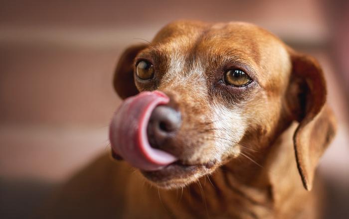 Riconoscere e gestire le allergie nei cani in 5 passi