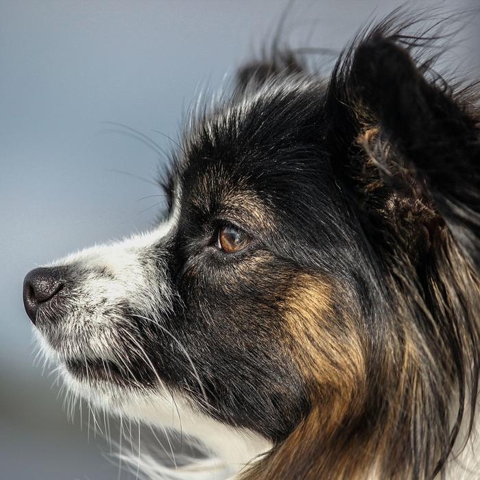 Riconosci i segnali di stress nel tuo cane: una guida per i proprietari di cani