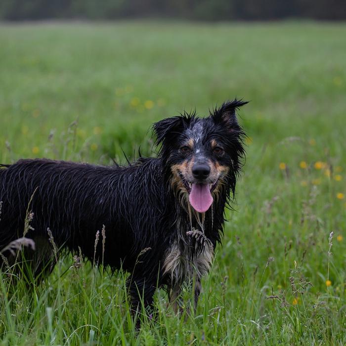 Sordità nei Cani: Riconoscere, Comprendere e Gestire l'Impedimento Uditivo