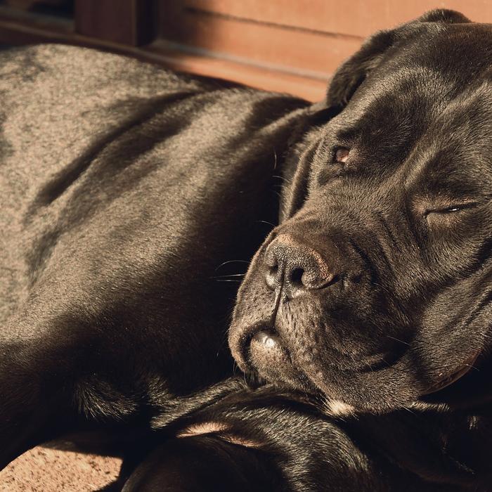 Vivere con un cane epilettico: aspettativa di vita e cure