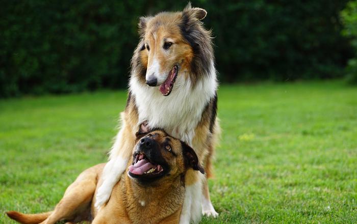 Come socializzare il tuo cane con gli altri cani
