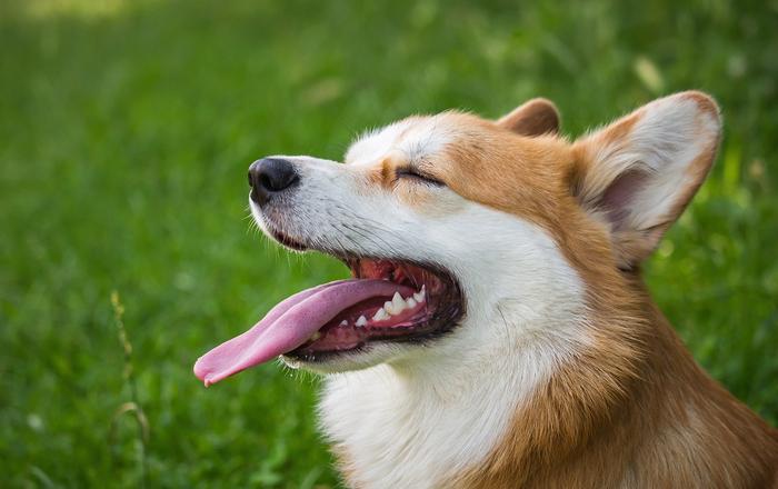 Insegna al tuo cane a non mordere le piante: una guida per i proprietari di cani