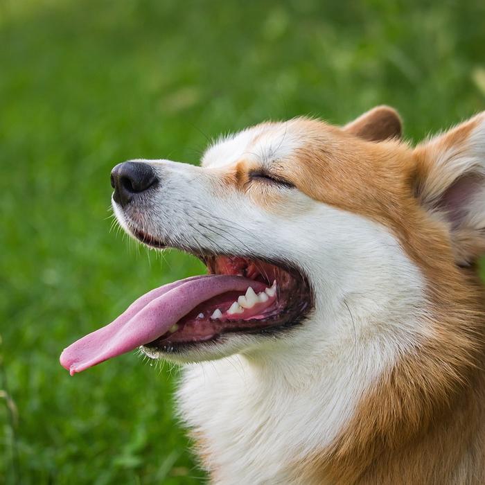 Insegna al tuo cane a non mordere le piante: una guida per i proprietari di cani