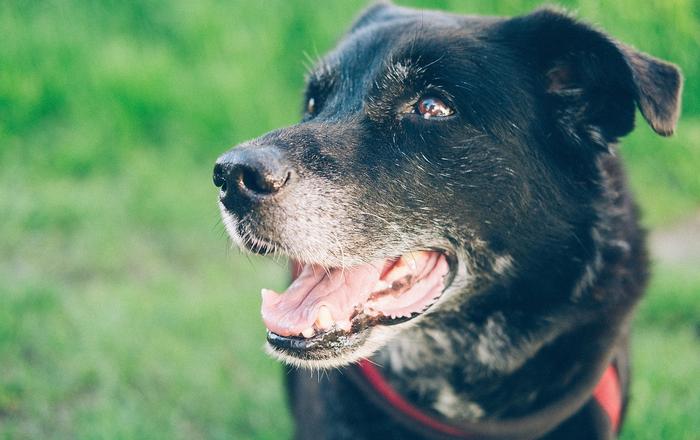 Insegna al tuo cane a non saltare dalle finestre: consigli per una convivenza sicura