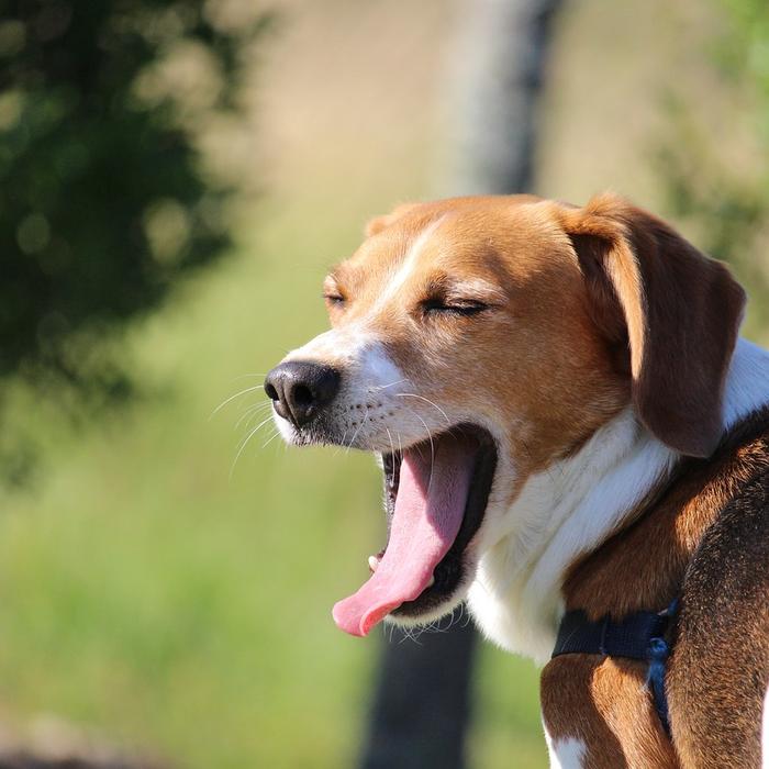 Lo sbadiglio del tuo cane: cosa significa e quando si verifica