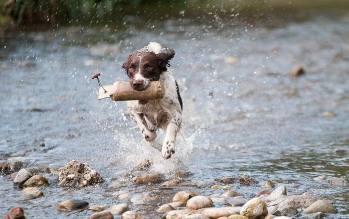 Migliora le abilità di nuoto del tuo cane: consigli per un nuotatore esperto