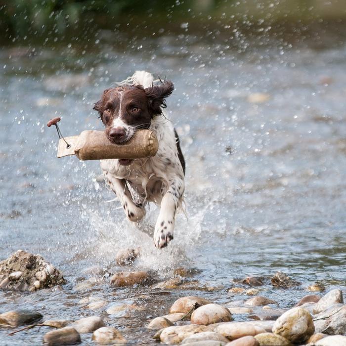Migliora le abilità di nuoto del tuo cane: consigli per un nuotatore esperto
