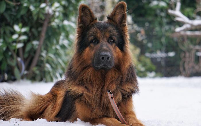 Neve e cani: come proteggerli dal freddo e godersi il divertimento