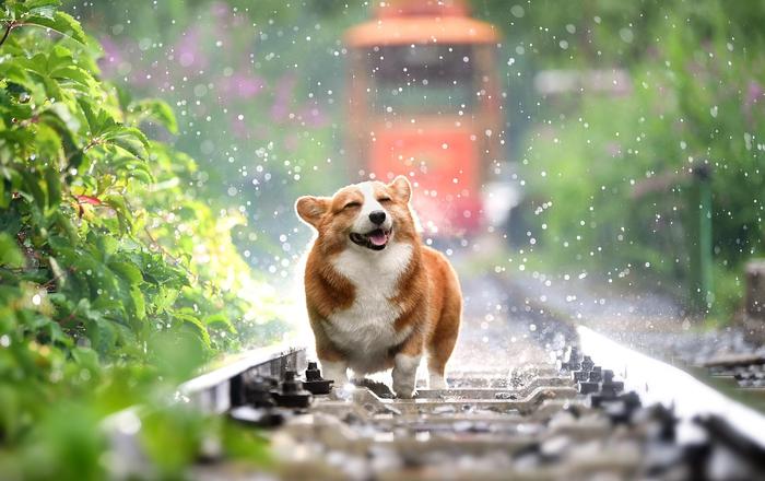 Passeggiate sotto la pioggia: come godersi il tempo con il tuo cane senza rovinare il tuo umore